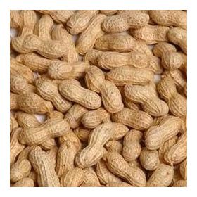 RAW PEANUTS - IN SHELL 50#